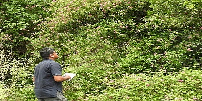 Assessment of invasive species in Srivilliputhur Megamalai Tiger Reserve